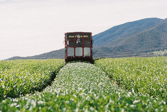 Tea Journey to Kiewa Valley, VIC Aus. - Andina Tea