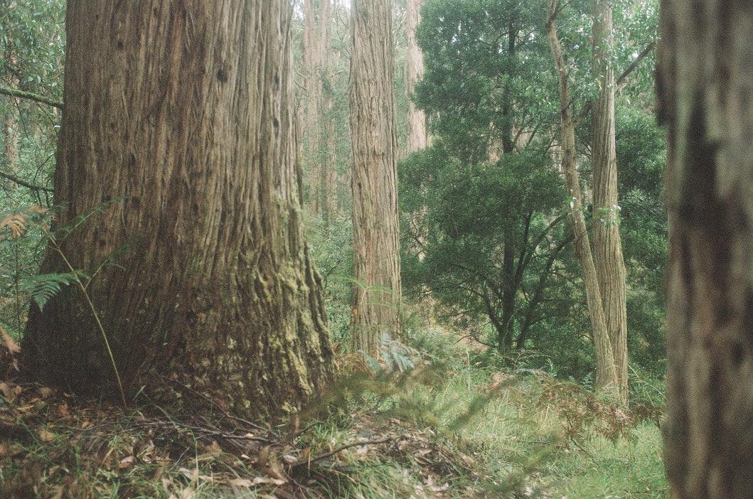 How Climate & Geography influence Tea - Andina Tea
