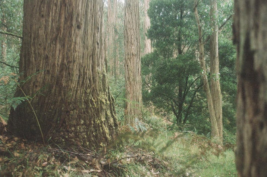 How Climate & Geography influence Tea - Andina Tea